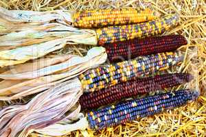 Indian colorful Maize-Fall, Harvest and Thanksgiving symbols