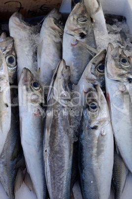 Fische auf einem Markt