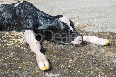 Newborn calf.