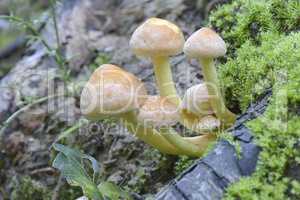 Mushroom Hypholoma fascicularis.
