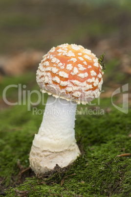 Colourful red/white Fly Agaric mushroom