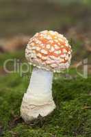 Colourful red/white Fly Agaric mushroom