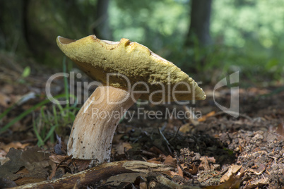 Boletis Edulis mushroom