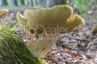 Boletis Edulis mushroom