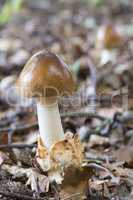Mushroom Amanita fulva.