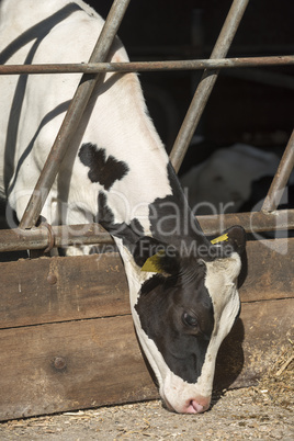 Young milk cow in a stable.