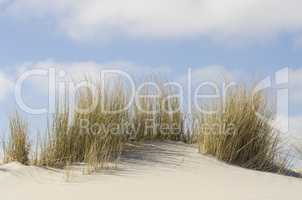 Dunes with marram grass .