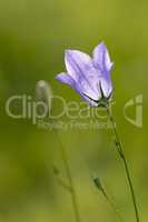 Campanula flower bells .