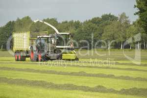 Agriculture, forage harvester and transport grass with green tra