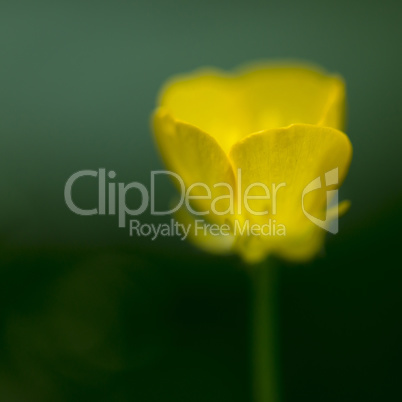 Abstract yellow Forest Buttercup flower.