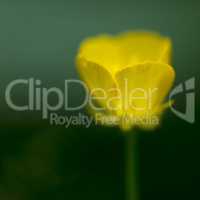 Abstract yellow Forest Buttercup flower.