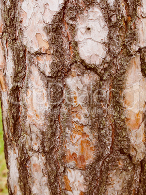 Retro look Tree bark