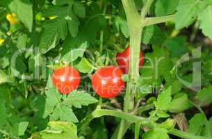 tomatoes on a background of green bush