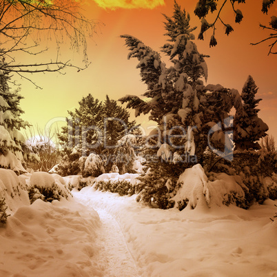 beautiful sunset in snowy woods