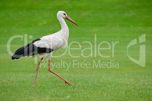 Stork on the green grass