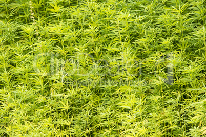 Marijuana plants in the wild in the Netherlands
