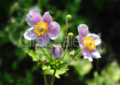 Herbst-Anemone (Anemone hupehensis)