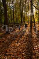 Walking in a Netherlands autumn forest at sunset