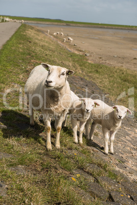 Sheep on the dyke of the island Terschelling in the Netherlands