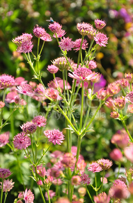 Sterndolde (Astrantia major)