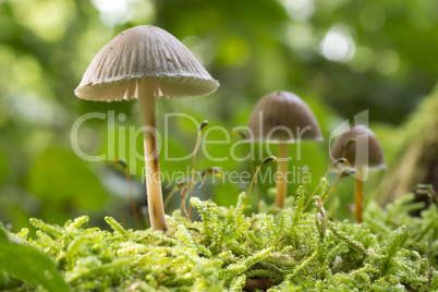 Mushrooms in forest in the autumn in the Netherlands