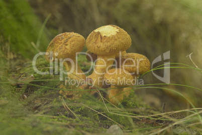 Mushrooms in forest in the autumn in the Netherlands