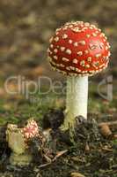 Colourful red/white Fly Agaric mushroom