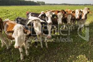 Curious Dutch cows