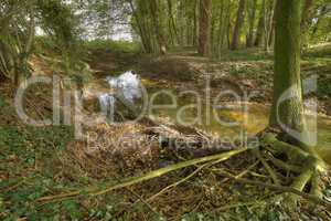 Protected Brook in the Netherlands