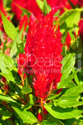 Brandschopf (Celosia argentea)