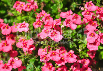 Elfensporn (Diascia)