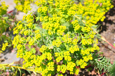 Steppen-Wolfsmilch (Euphorbia seguieriana)