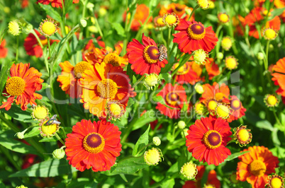 Sonnenbraut (Helenium)