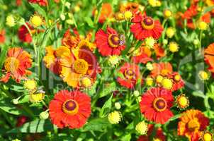 Sonnenbraut (Helenium)