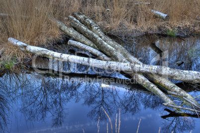 Birch trees in a bog in the Netherlands