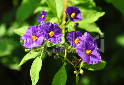 Kartoffelbaum (Lycianthes rantonnetii)