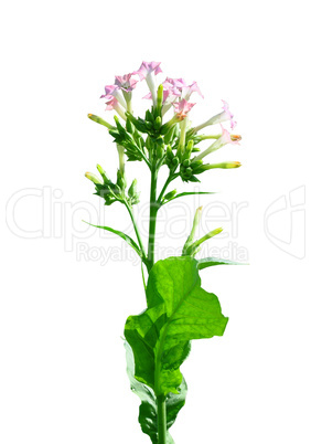 Ziertabak (Nicotiana sylvestris)