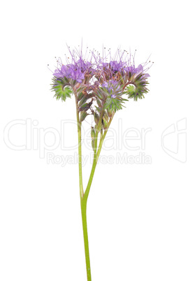 Rainfarn-Phazelie (Phacelia tanacetifolia)