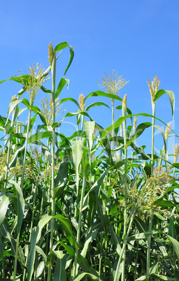 Sorghumhirse (Sorghum bicolor)