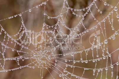 Spider Web with Pearl shaped dew drops