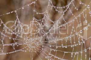 Spider Web with Pearl shaped dew drops