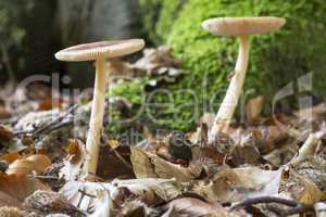 Amanita Gemmata mushrooms