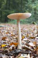 Amanita Gemmata mushroom