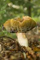 Boletis Edulis mushroom
