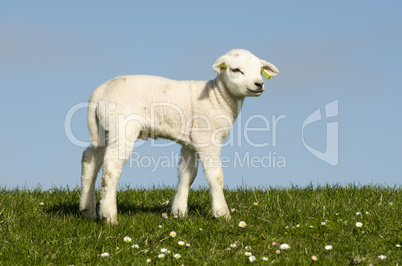 Little lamb on a dike along the Dutch coast