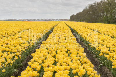 Tulips in the Dutch Noordoostpolder