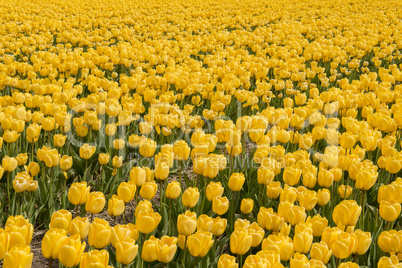 Tulips in the Dutch Noordoostpolder