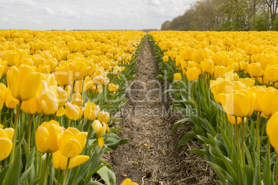 Tulips in the Dutch Noordoostpolder