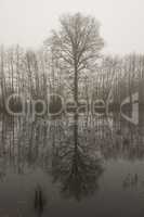 Tree outline with reflection in the morning mist