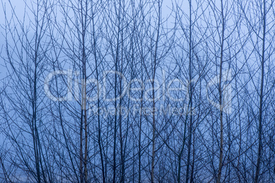 Birch tree branches against a misty background